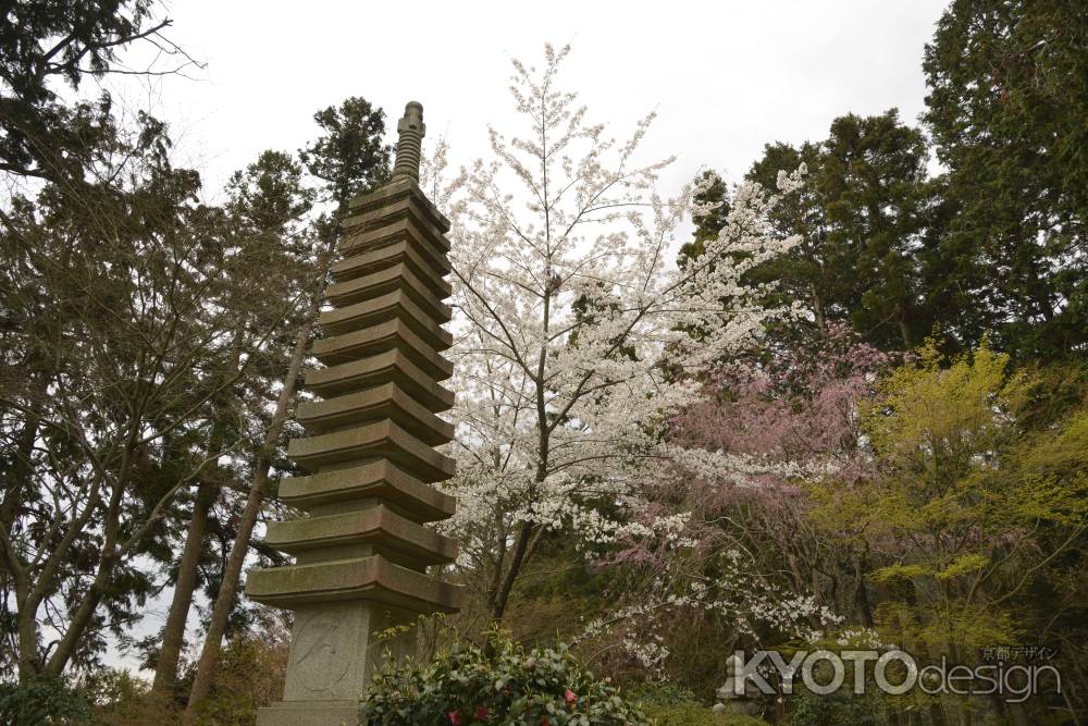 善峯寺　十三重塔に春