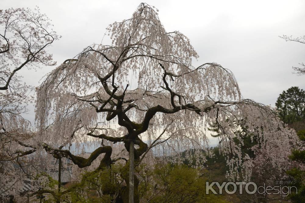 善峯寺　両枝伸ばして