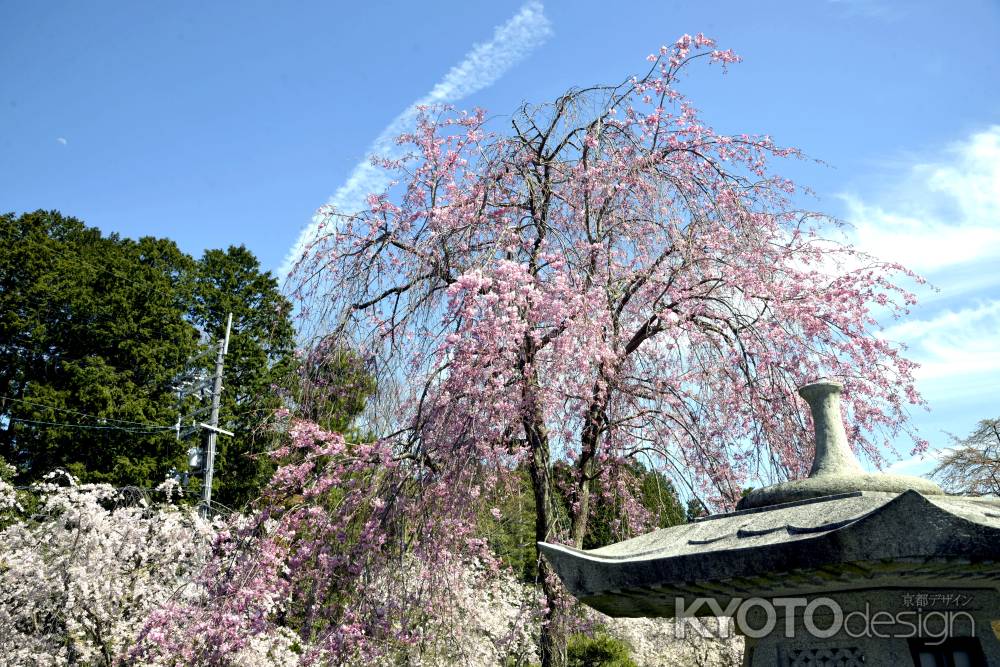 妙満寺　春空の下