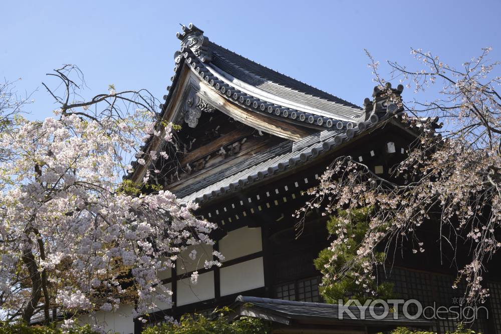 妙満寺　春のいろ