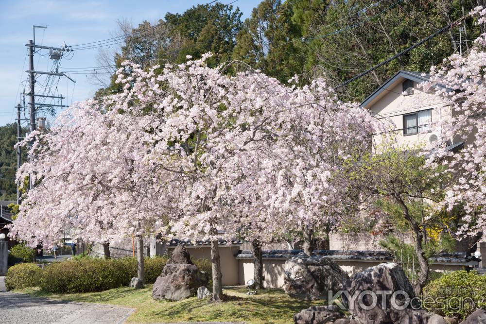 妙満寺　桜色