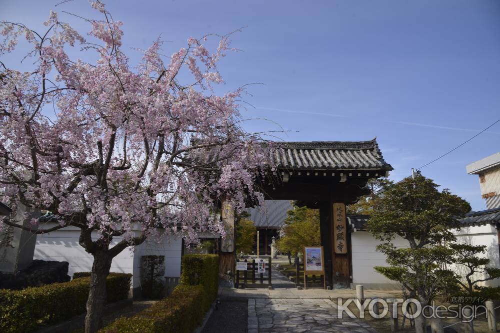 妙顕寺　山門