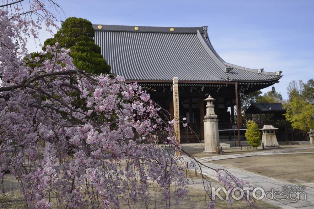 妙顕寺　春めく境内