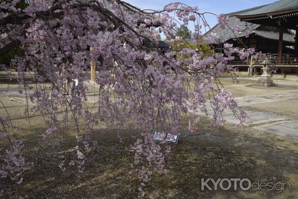 妙顕寺　しだれる春