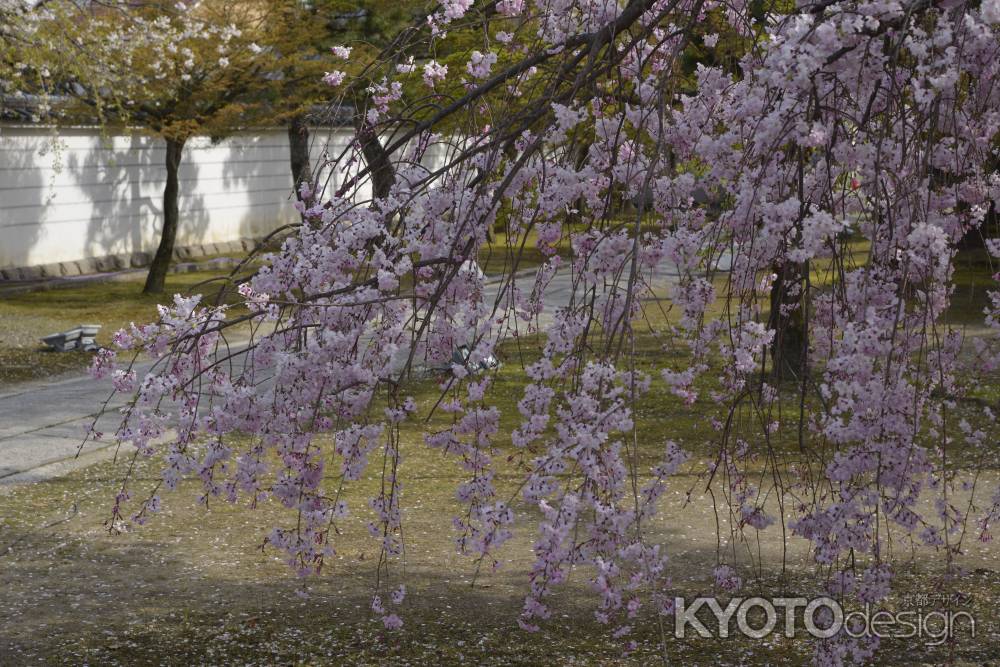 妙顕寺　地に着くまでも