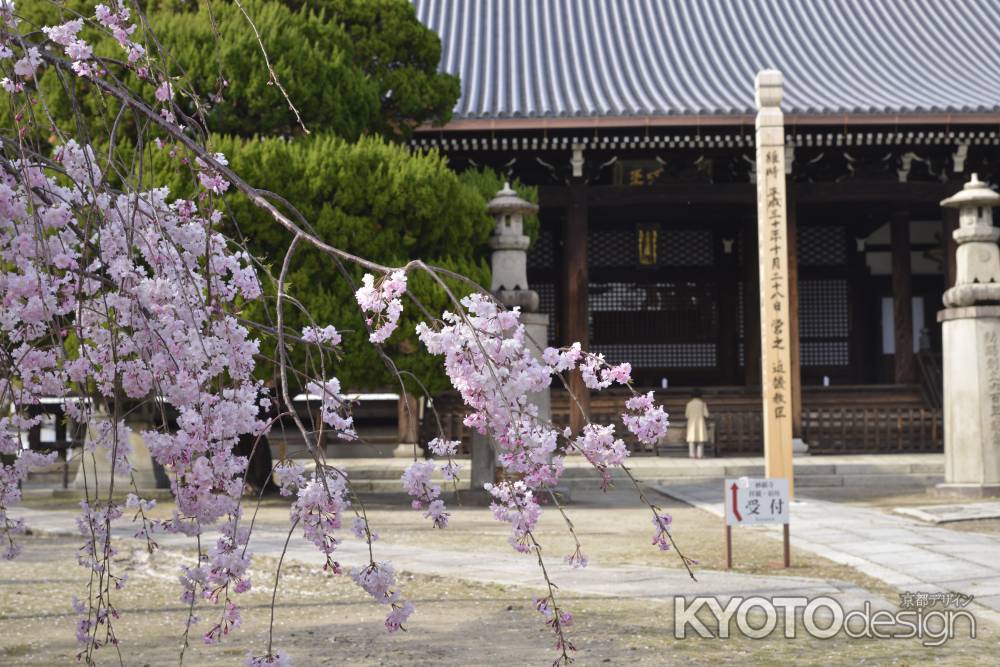 妙顕寺　微笑む春色