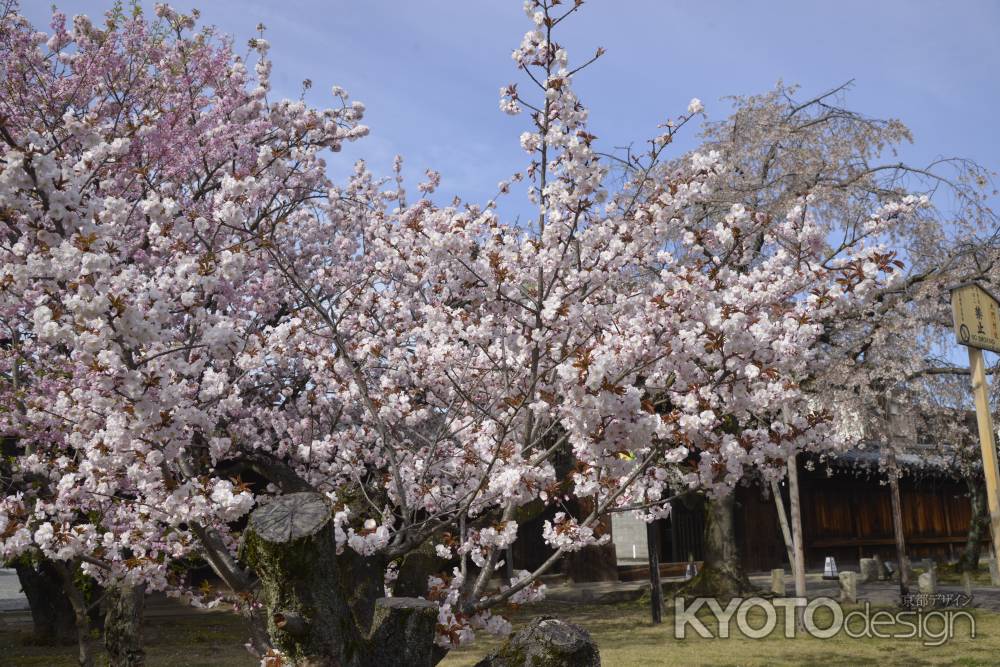 妙覚寺　春長閑