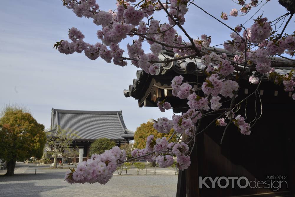 妙覚寺　春の境内