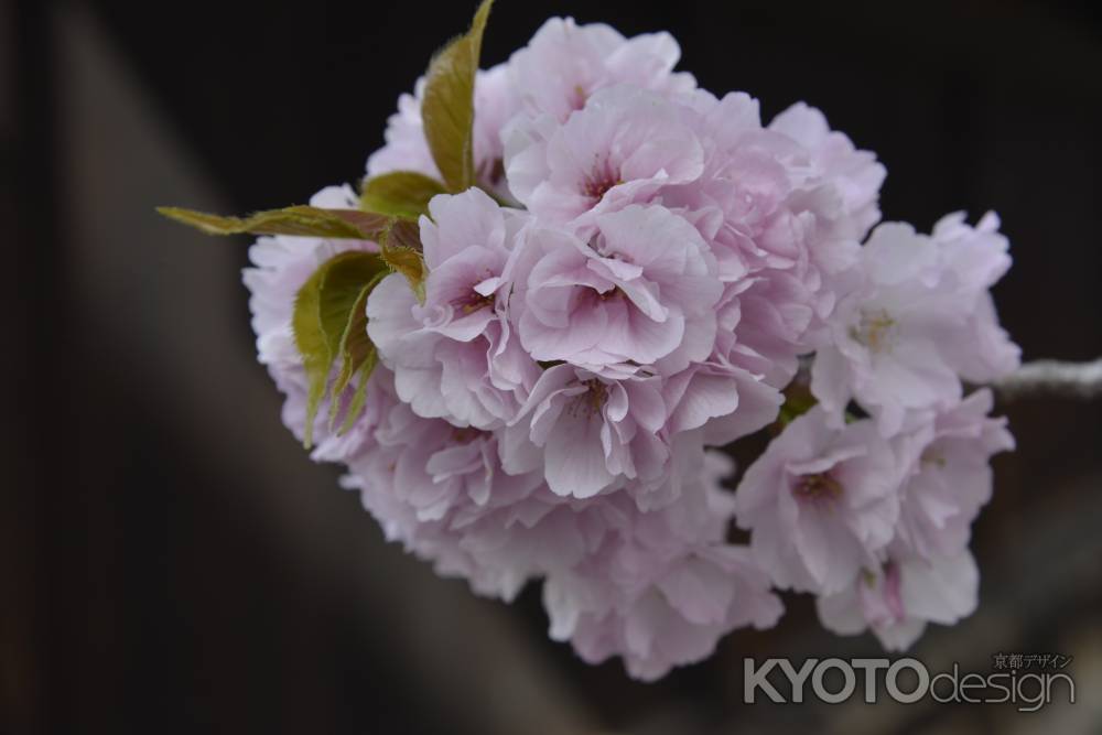 妙覚寺　花開く