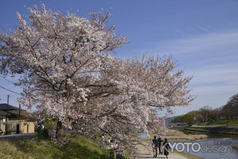 青空の半木の道