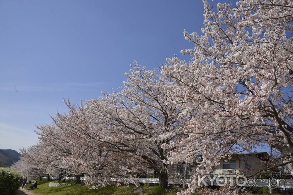 春の桜並木