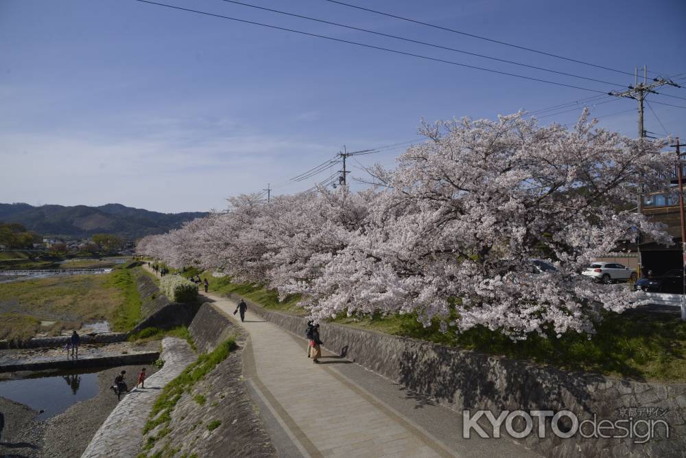 鴨川の春