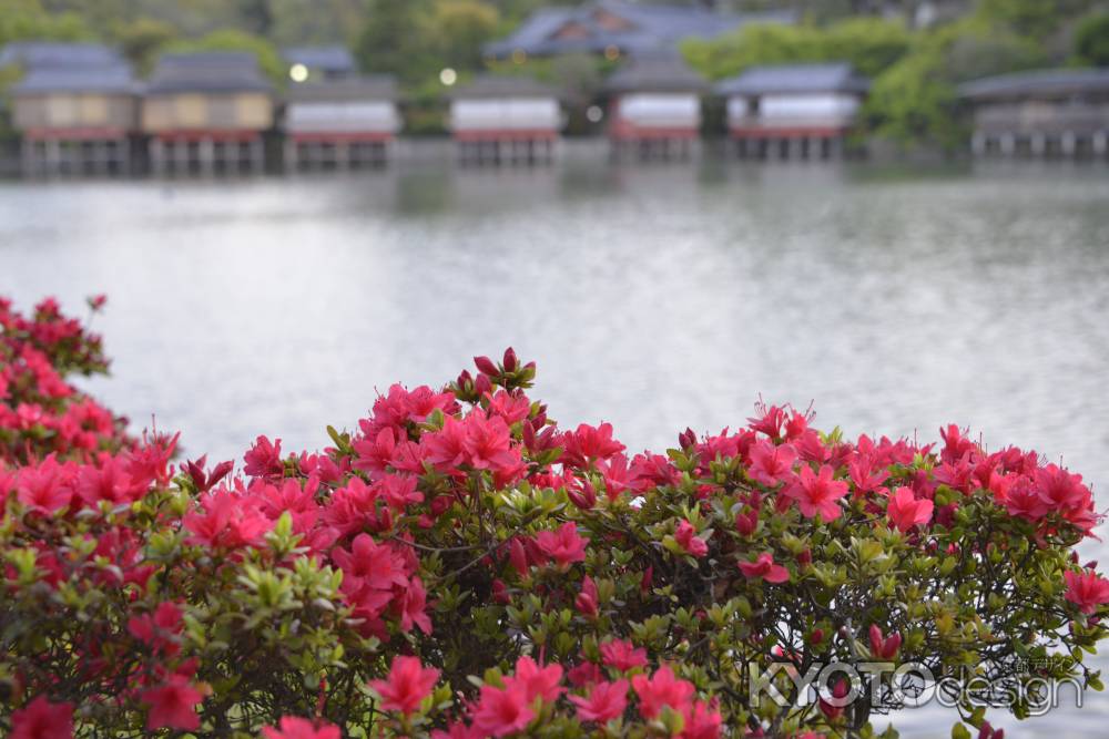 長岡天満宮　赤く咲く