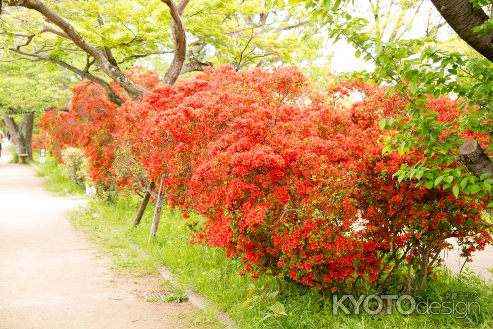 長岡天満宮　煌めく朱色