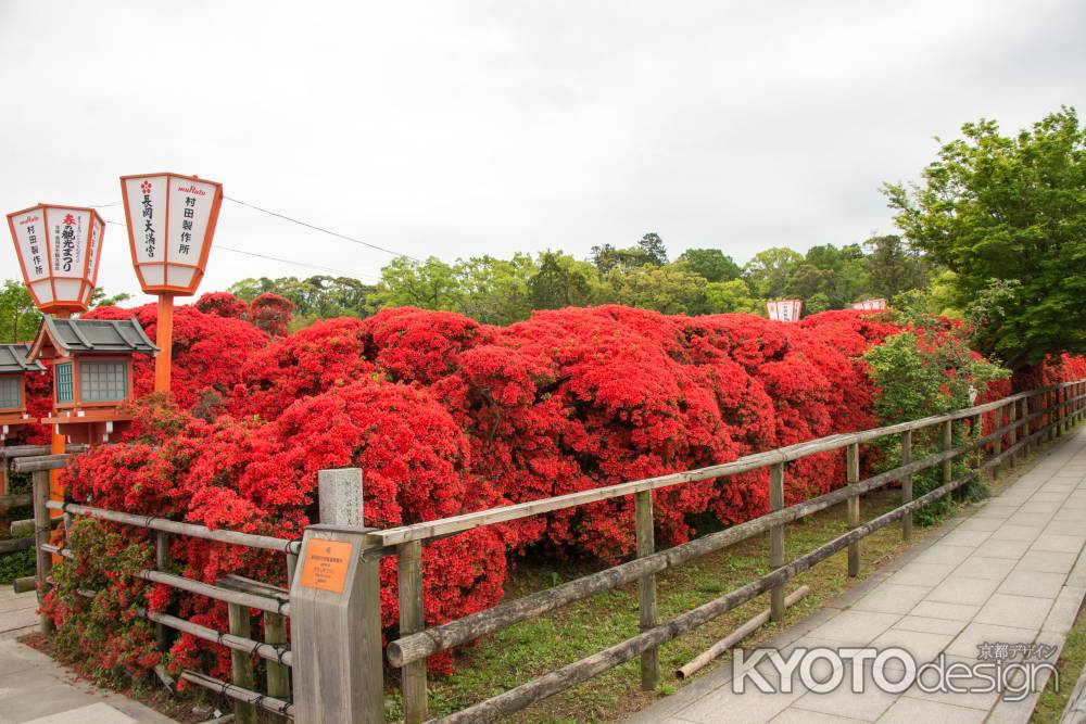 長岡天満宮　ツツジの道