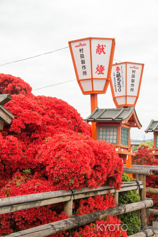 長岡天満宮　ツツジと燈