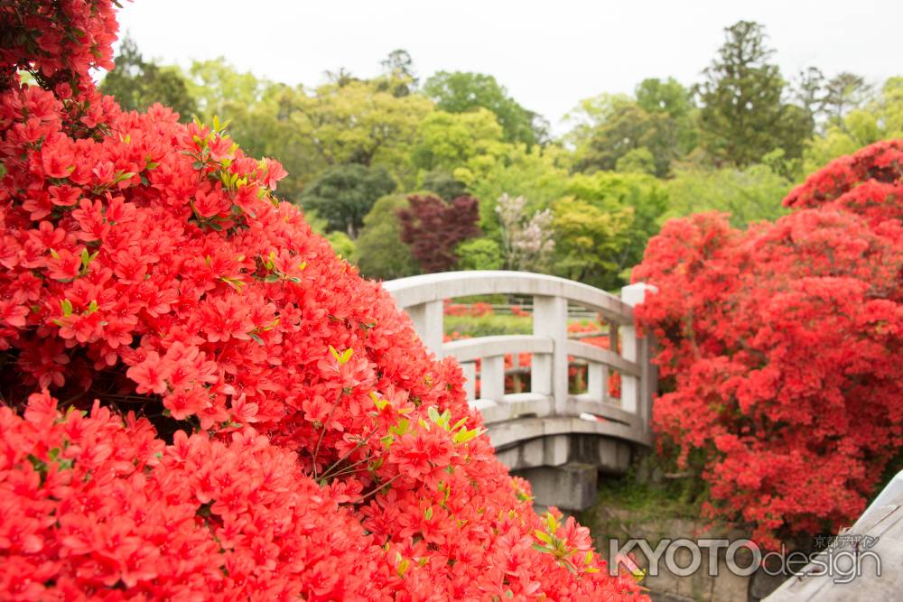 長岡天満宮　ツツジと太鼓橋