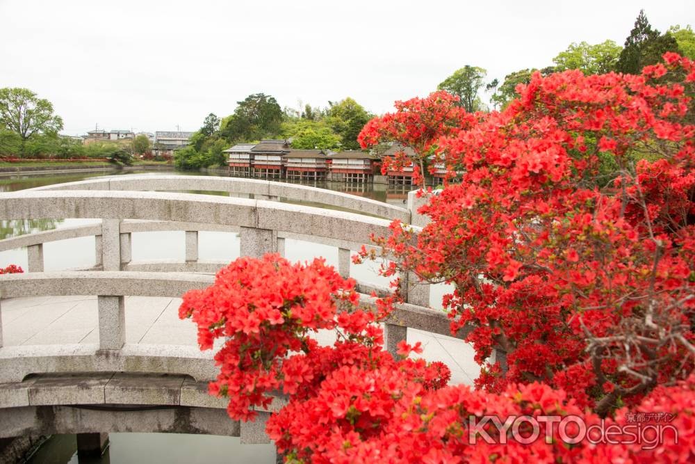 キリシマツツジと太鼓橋