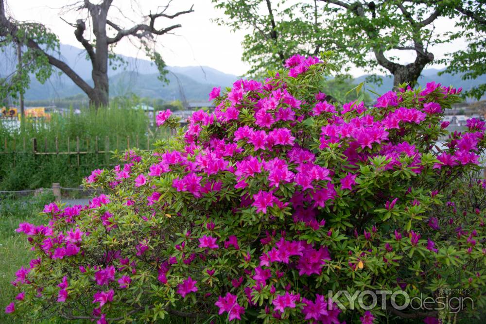 中之島公園　つつじ