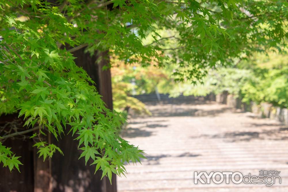 春の参道