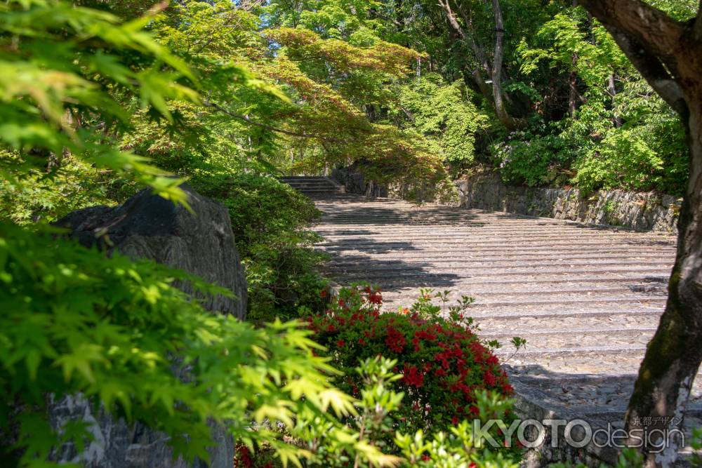 春の光明寺　参道