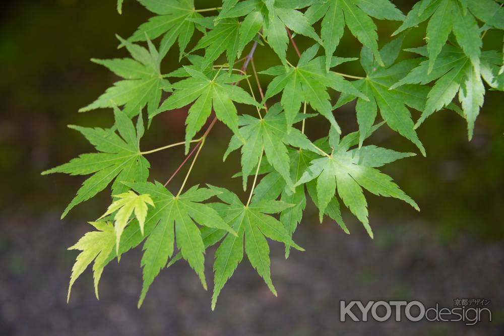 長岡稲荷大明神　青もみじ