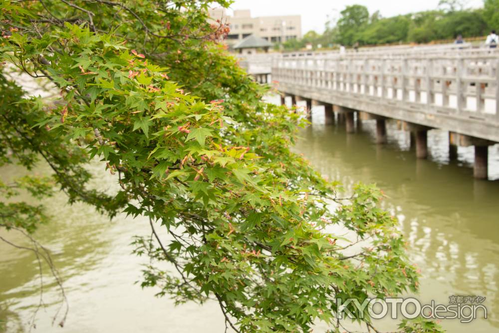 長岡天満宮　もみじの花