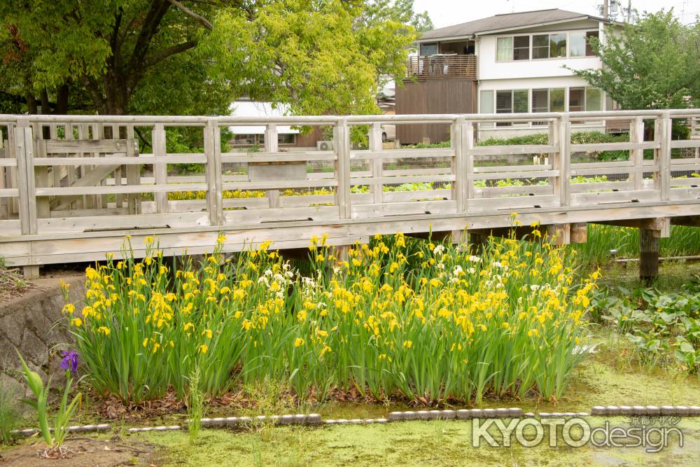 橋下の黄菖蒲