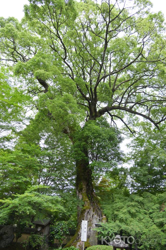 十輪寺　壮大なる大樟樹