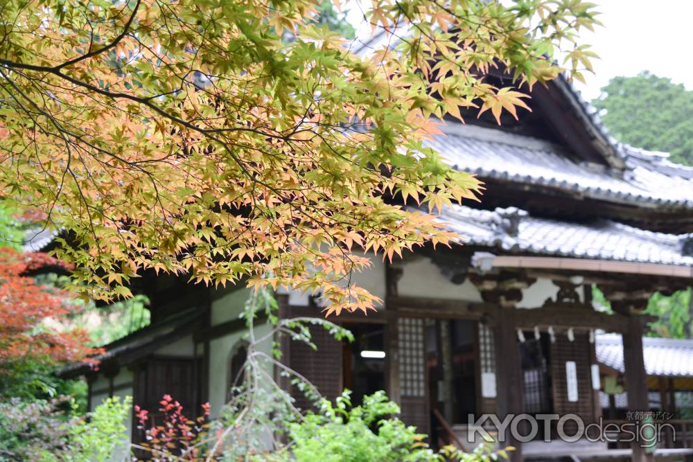 十輪寺　初夏のもみじ