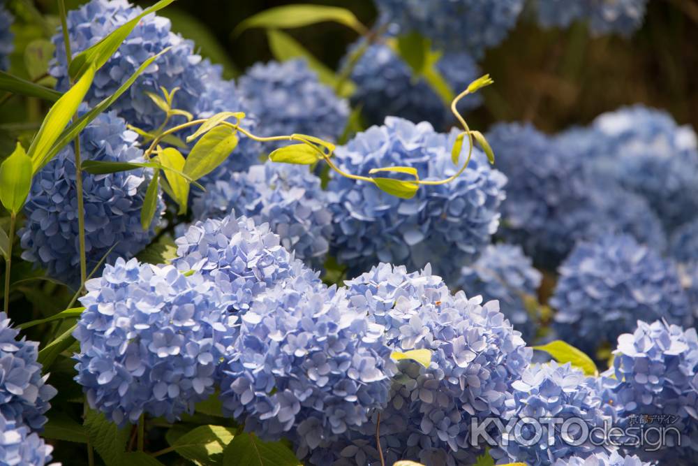 十輪寺　初夏の彩り