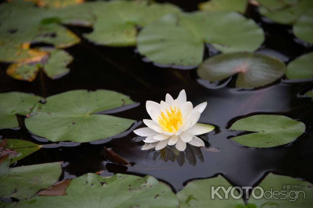 十輪寺　一輪の睡蓮