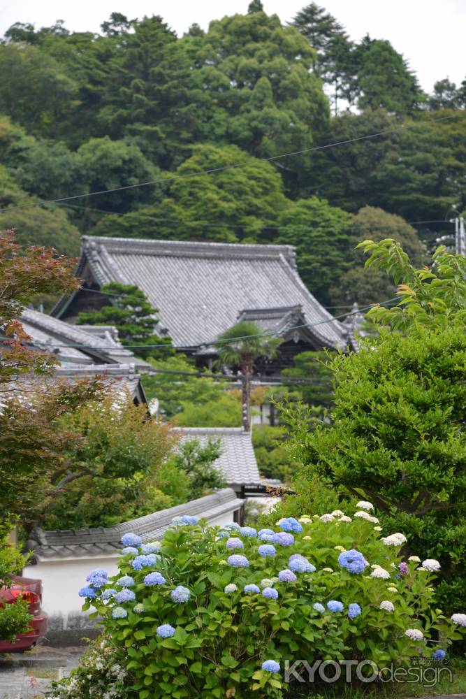 柳谷観音　紫陽花を眺む