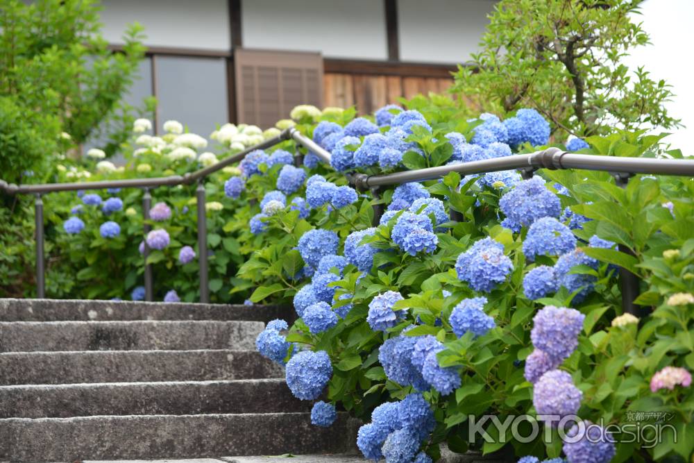 柳谷観音　紫陽花の導き