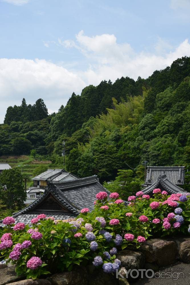 柳谷観音　山と紫陽花