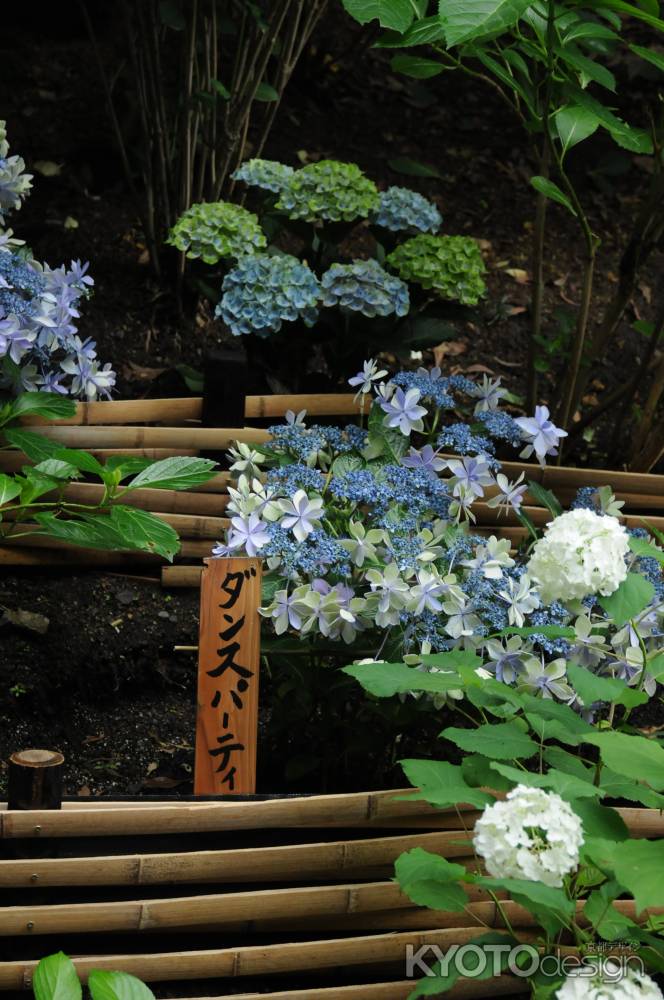 柳谷観音　踊り出す紫陽花