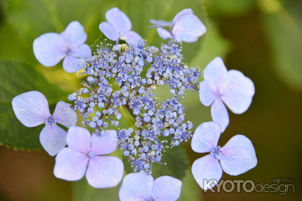 法金剛院　清らかに花開く