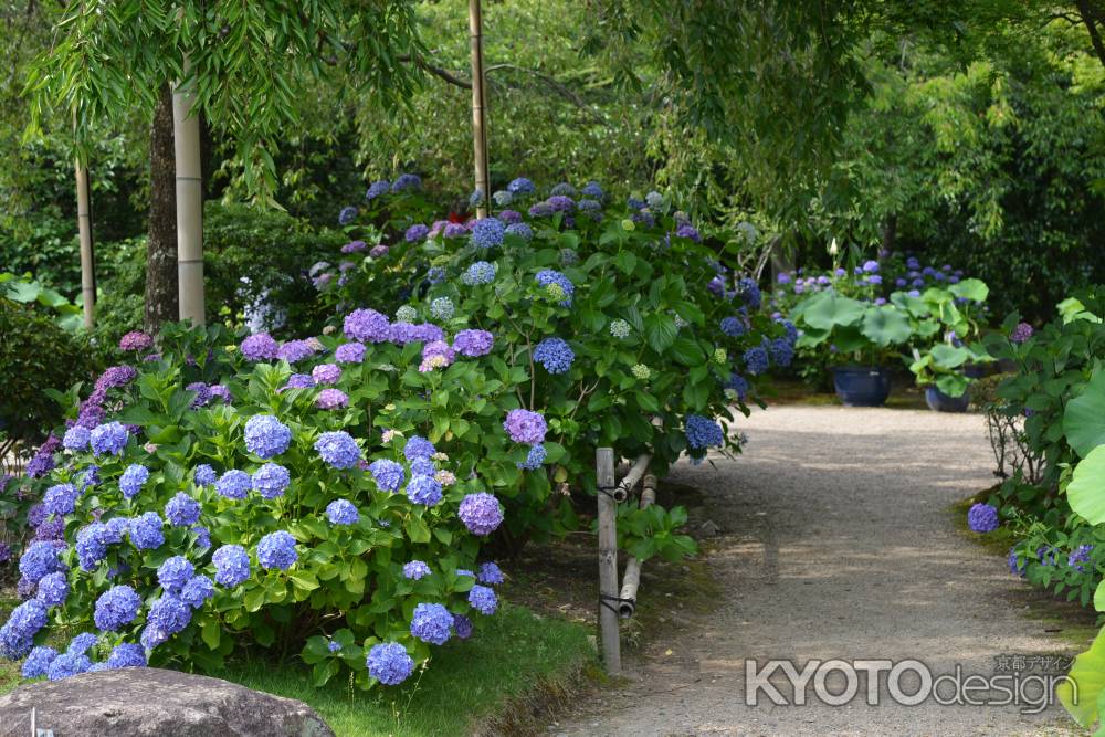 法金剛院　紫陽花連なる道