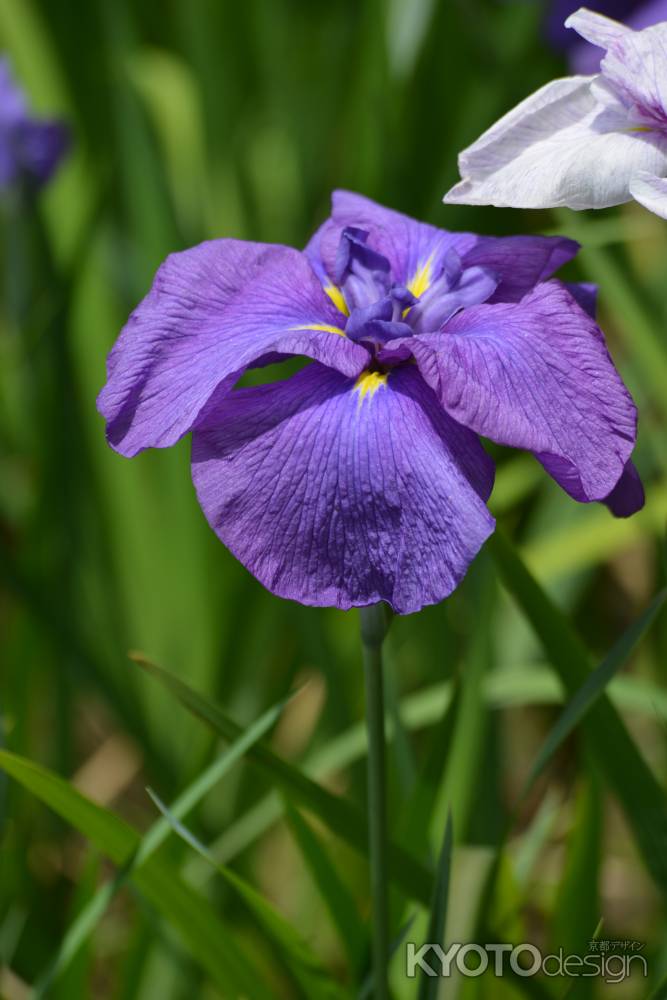 梅宮大社　色濃く花菖蒲