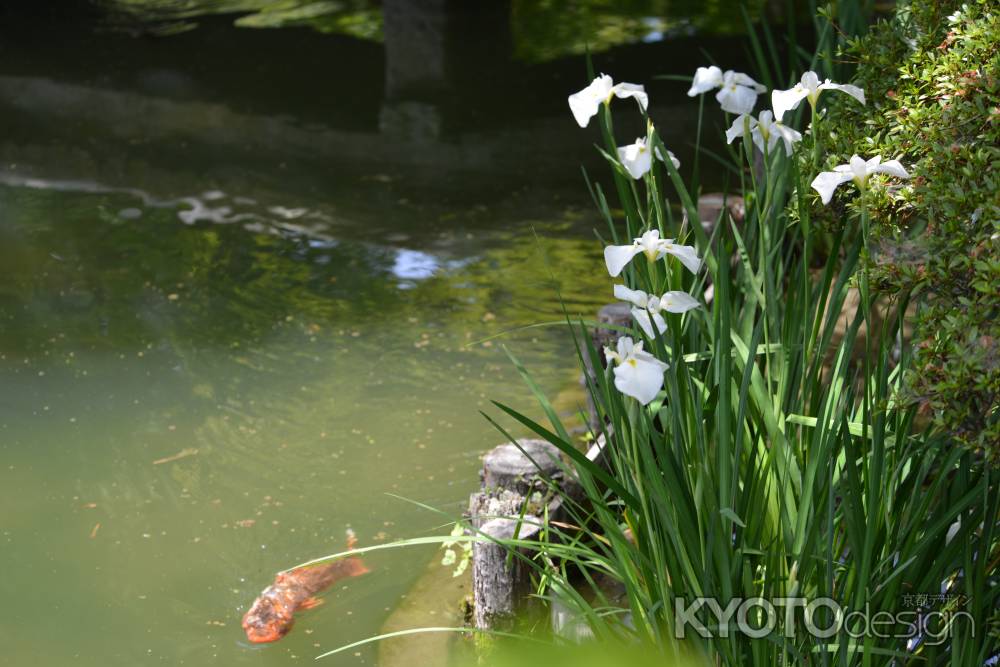 梅宮大社　鯉と菖蒲