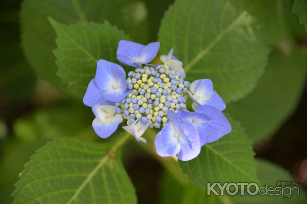 梅宮大社　楚々と咲く紫陽花