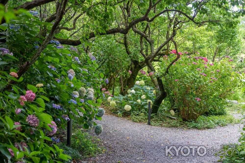 梅宮大社　紫陽花の小径