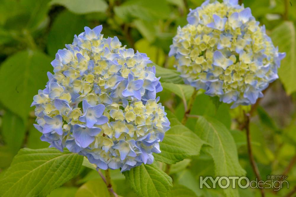 渉成園　初夏のグラデーション