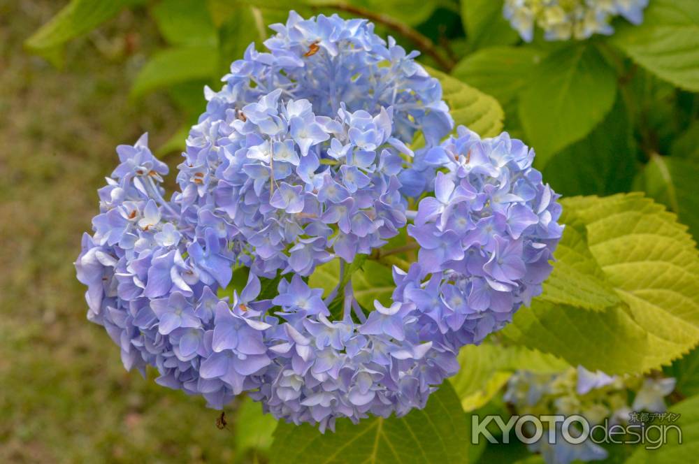 渉成園　初夏の彩り