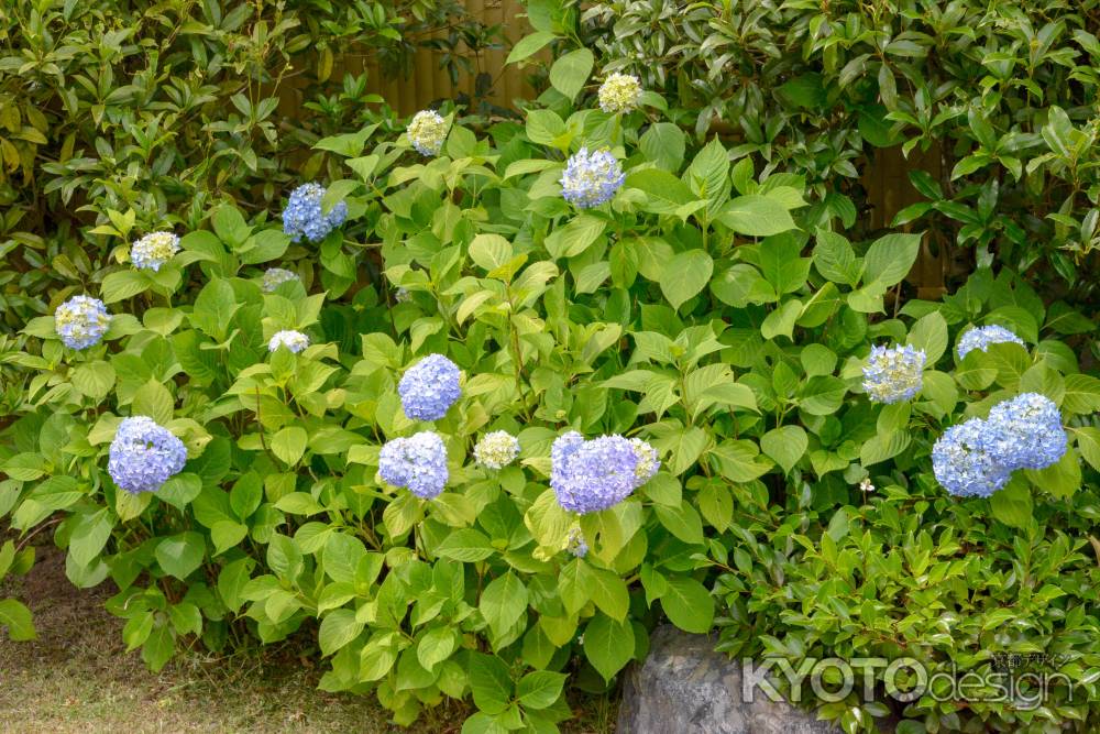 渉成園　初夏の庭園