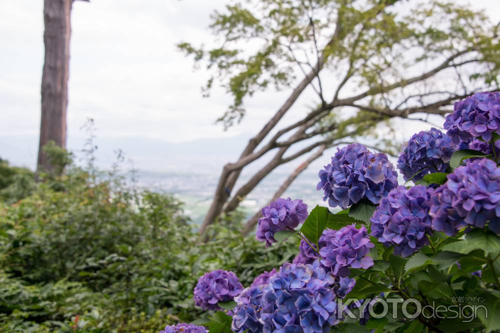 善峯寺　アジサイ越しに