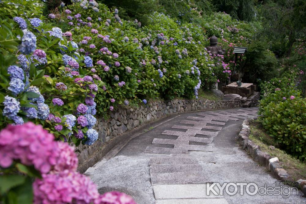 善峯寺　アジサイの階段