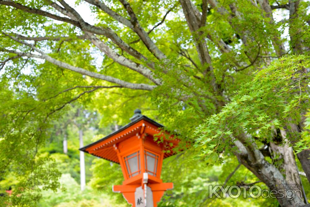 初夏の善峯寺