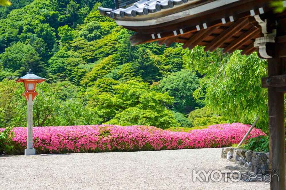 釈迦堂の横に並ぶつつじ