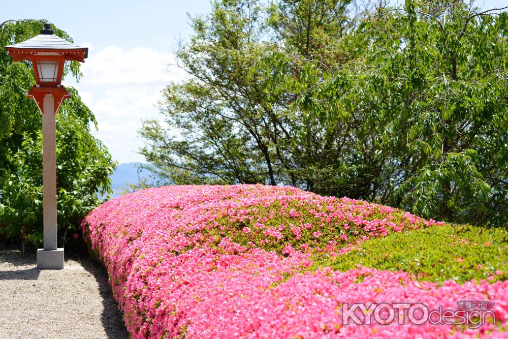 善峯寺　ツツジ並ぶ